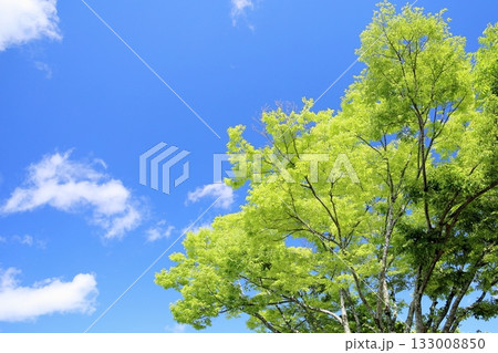 輝　ケヤキの葉 133008850