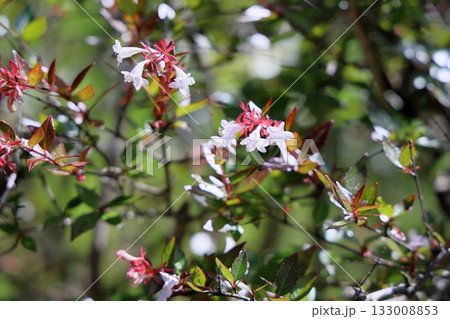可愛い　アベリアの花 133008853