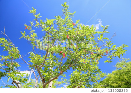 可愛い コブシの実 可愛い コブシの実 133008856