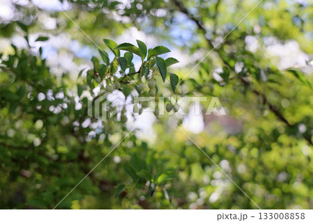 可愛い エゴノキの実 可愛い エゴノキの実 133008858