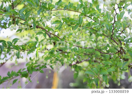 可愛い　エゴノキの実 133008859