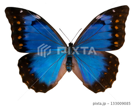 This image showcases a female Morpho anaxibia butterfly with striking iridescent blue wings. The butterfly is isolated against a white backdrop, highlighting its vivid colors and unique patterns. 133009085