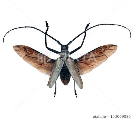 Batocera hercules, a long horn beetle, shows off its striking black wings and long antennae while resting on a smooth white surface. This specimen highlights its unique features. Batocera hercules, a long horn beetle, shows off its striking black wings and long antennae while resting on a smooth white surface. This specimen highlights its unique features. 133009086
