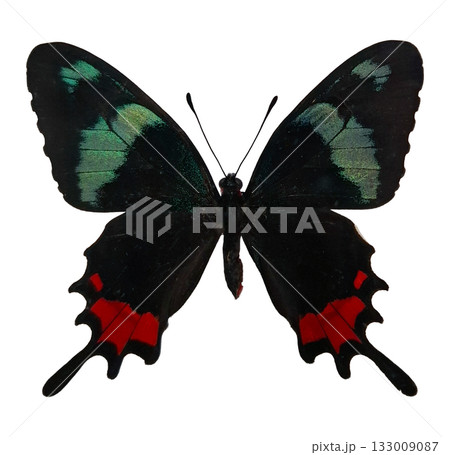 This striking butterfly Parides erythalion displays vibrant red and green colors while resting in its natural tropical habitat. Its wings are fully spread, showcasing intricate patterns. 133009087