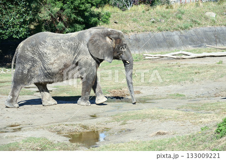 歩くアフリカゾウ 歩くアフリカゾウ 133009221