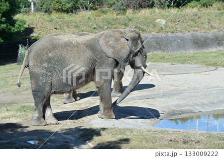 アフリカゾウ アフリカゾウ 133009222