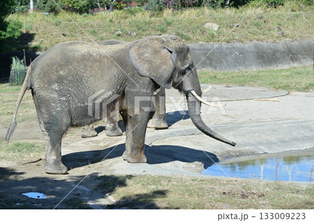 アフリカゾウ アフリカゾウ 133009223