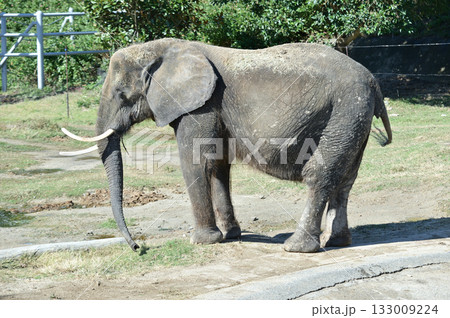 アフリカゾウ アフリカゾウ 133009224