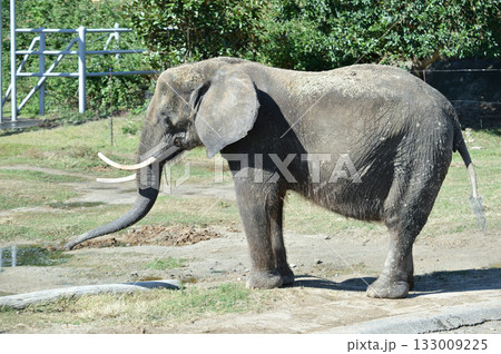 アフリカゾウ アフリカゾウ 133009225