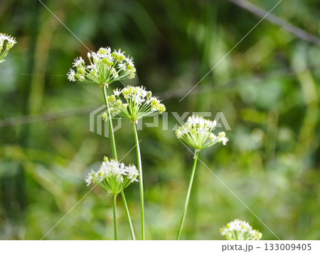 韮の花 133009405