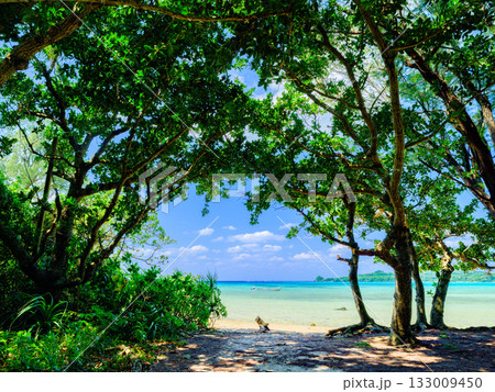 木の影からみる青い海と白いビーチ 沖縄県 木の影からみる青い海と白いビーチ 沖縄県 133009450