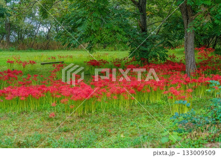 ちょうど見ごろの満開の彼岸花の情景 133009509