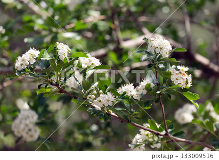 Blossom Common hawthorn, whitethorn (lat.- Crataegus monogyna) 133009516
