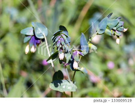 Blooming Palestinian Honeywort (lat.- Cerinthe palaestina) Blooming Palestinian Honeywort (lat.- Cerinthe palaestina) 133009519