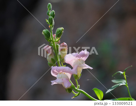 Dragon flowers, snapdragons or dog flower (lat. Antirrhinum) Dragon flowers, snapdragons or dog flower (lat. Antirrhinum) 133009521