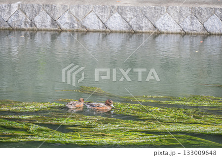 琵琶湖疏水のヒドリガモ 133009648