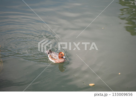 琵琶湖疏水のヒドリガモ(オス エクリプス) 琵琶湖疏水のヒドリガモ(オス エクリプス) 133009656