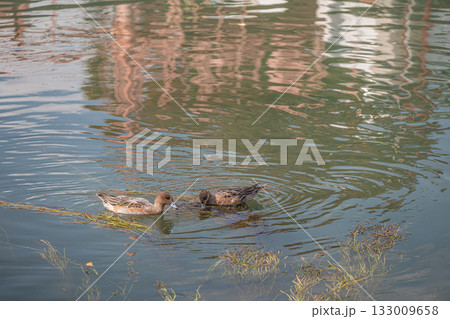 琵琶湖疏水のヒドリガモ(メス) 琵琶湖疏水のヒドリガモ(メス) 133009658