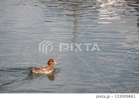 琵琶湖疏水のヒドリガモ（オス　エクリプス） 133009661