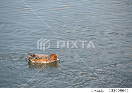 琵琶湖疏水のヒドリガモ(オス エクリプス) 琵琶湖疏水のヒドリガモ(オス エクリプス) 133009662