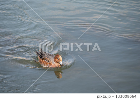 琵琶湖疏水を泳ぐヒドリガモ(オス エクリプス) 琵琶湖疏水を泳ぐヒドリガモ(オス エクリプス) 133009664