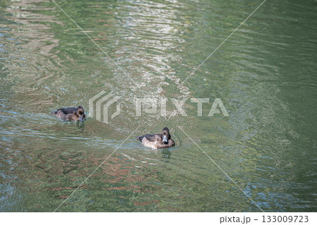 琵琶湖疏水を泳ぐキンクロハジロ 京都市 琵琶湖疏水を泳ぐキンクロハジロ 京都市 133009723