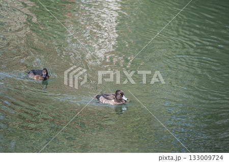 琵琶湖疏水を泳ぐキンクロハジロ 京都市 琵琶湖疏水を泳ぐキンクロハジロ 京都市 133009724