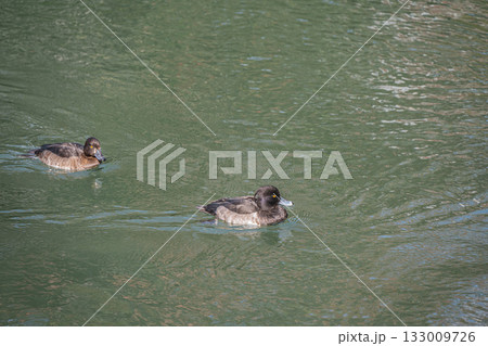 琵琶湖疏水を泳ぐキンクロハジロ 京都市 琵琶湖疏水を泳ぐキンクロハジロ 京都市 133009726