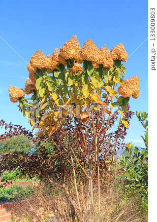 秋の池田町ハーブステーション　花とハーブのガーデン 133009803