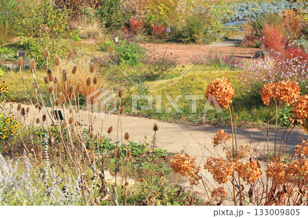 秋の池田町ハーブステーション 花とハーブのガーデン 秋の池田町ハーブステーション 花とハーブのガーデン 133009805