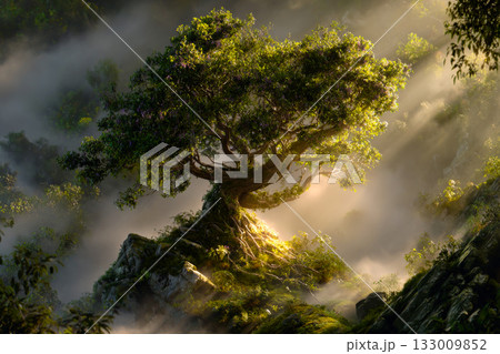 Watch a mesmerizing time-lapse as a glowing seed grows into a lush tree surrounded by soft mist and light in a serene forest setting. 133009852