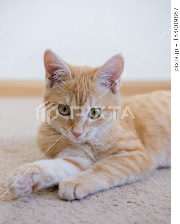 Ginger kitten playing on the floor Ginger kitten playing on the floor 133009867