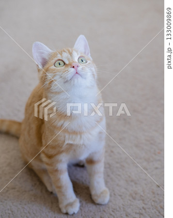 Ginger kitten playing on the floor Ginger kitten playing on the floor 133009869