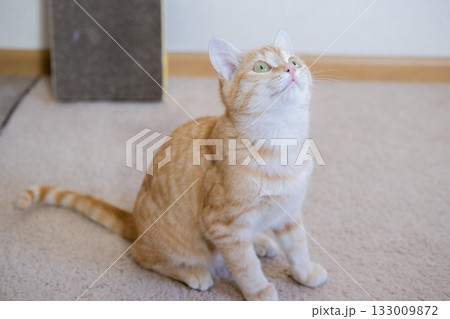 Ginger kitten playing on the floor 133009872