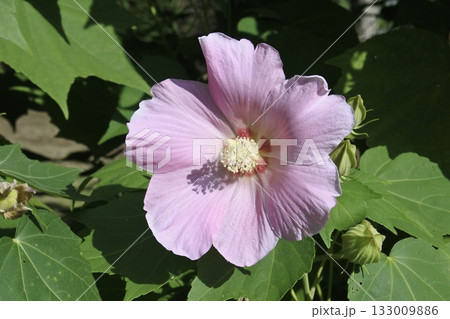 スイフヨウ② スイフヨウ② 133009886