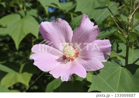 スイフヨウ③ スイフヨウ③ 133009887