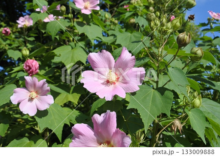 スイフヨウ④ 133009888