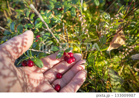 Close up hand picking lingonberries on a forest glade Close up hand picking lingonberries on a forest glade 133009987