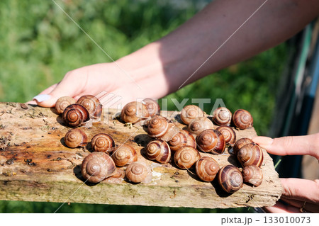 Breeding grape snails. High quality photo 133010073