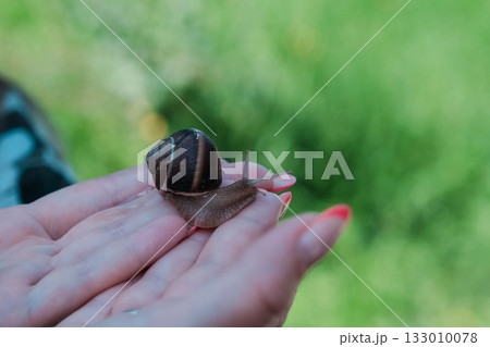 Grape snail on a woman's palm on a green background. High quality photo Grape snail on a woman's palm on a green background. High quality photo 133010078