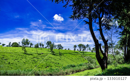 Green tea leaves farm farming fields plants vegetation meadows tigoni limuru Kiambu County Kenya 133010127