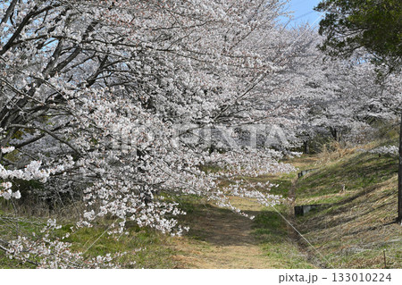 満開の虎山千本桜 山里の春 東秩父村 満開の虎山千本桜 山里の春 東秩父村 133010224