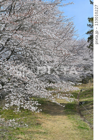 満開の虎山千本桜　山里の春　東秩父村 133010227