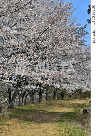 満開の虎山千本桜　山里の春　東秩父村 133010230