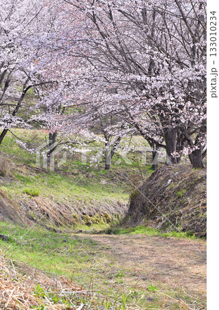 満開の虎山千本桜　山里の春　東秩父村 133010234