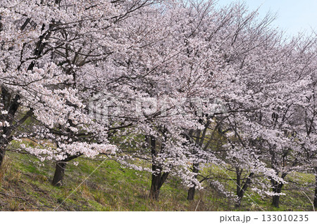 満開の虎山千本桜 山里の春 東秩父村 満開の虎山千本桜 山里の春 東秩父村 133010235