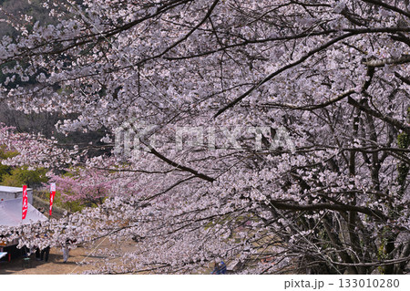 満開の虎山千本桜 山里の春 東秩父村 満開の虎山千本桜 山里の春 東秩父村 133010280