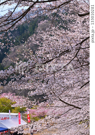 満開の虎山千本桜 山里の春 東秩父村 満開の虎山千本桜 山里の春 東秩父村 133010281