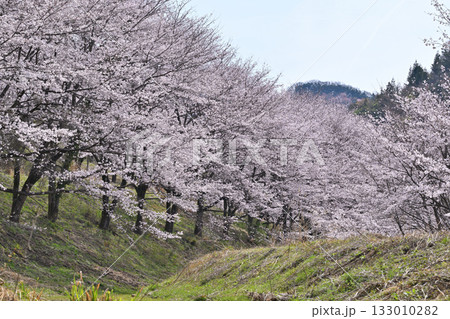 満開の虎山千本桜 山里の春 東秩父村 満開の虎山千本桜 山里の春 東秩父村 133010282