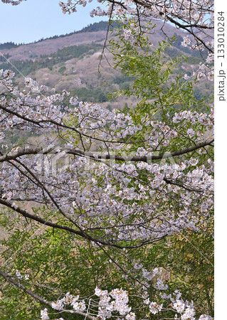 クローズアップ 満開の虎山千本桜 山里の春 東秩父村 クローズアップ 満開の虎山千本桜 山里の春 東秩父村 133010284